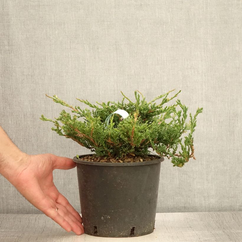 Esemplare di Juniperus horizontalis Prince Of Wales - Ginepro strisciante Vaso da 2L/3L consegnato in estate