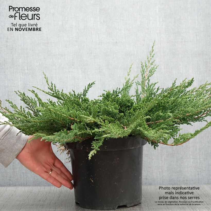 Esemplare di Juniperus horizontalis Prince Of Wales - Ginepro strisciante Vaso da 7,5L/10L come consegnato in autunno