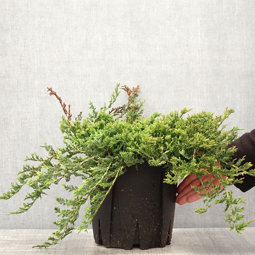 Juniperus horizontalis Prince Of Wales - Ginepro strisciante Vaso da 7,5L/10L esemplare consegnato in primavera