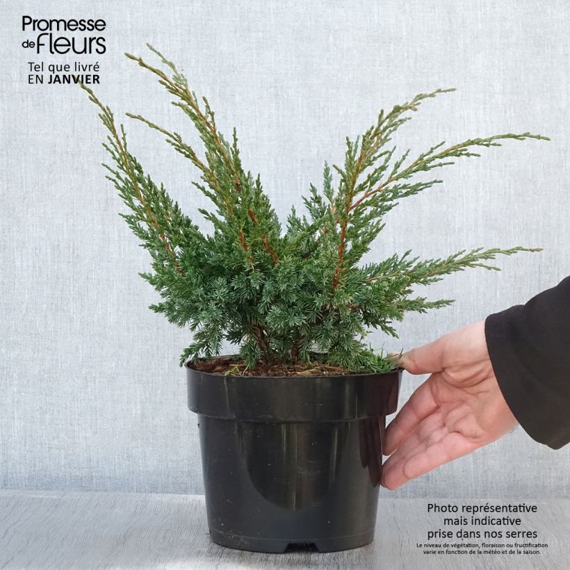 Juniperus chinensis Blaauw - Ginepro cinese Vaso da 2L/3L esemplare consegnato in inverno