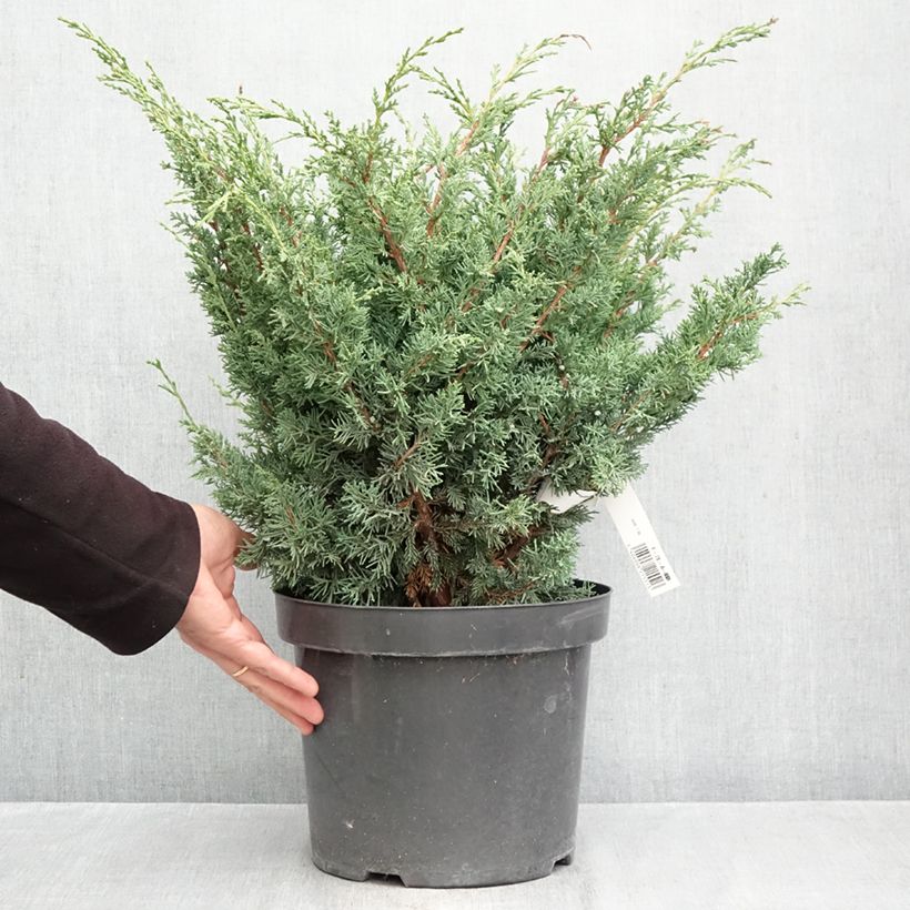 Esemplare di Juniperus chinensis Blaauw - Ginepro cinese Vaso da 7,5L/10L come consegnato in autunno