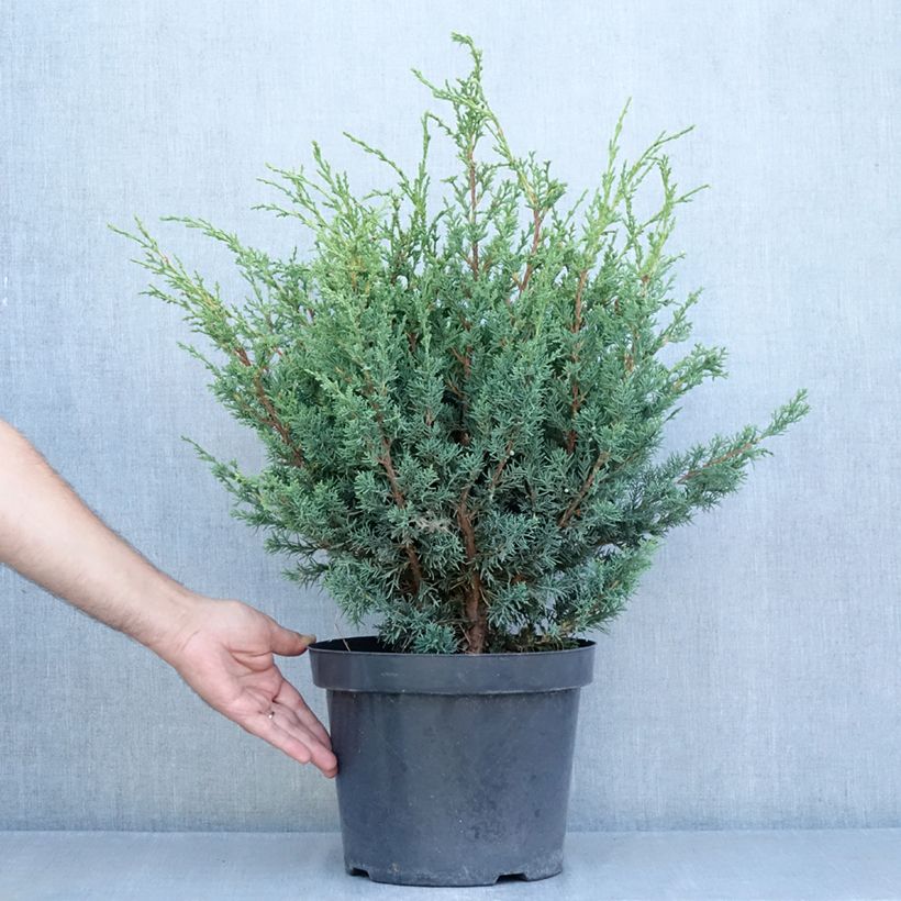 Esemplare di Juniperus chinensis Blaauw - Ginepro cinese Vaso da 7,5L/10L consegnato in estate