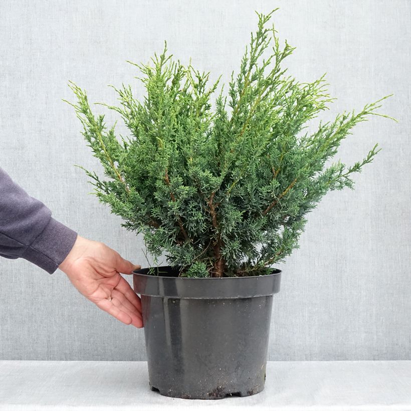 Juniperus chinensis Blaauw - Ginepro cinese Vaso da 7,5L/10L esemplare consegnato in primavera