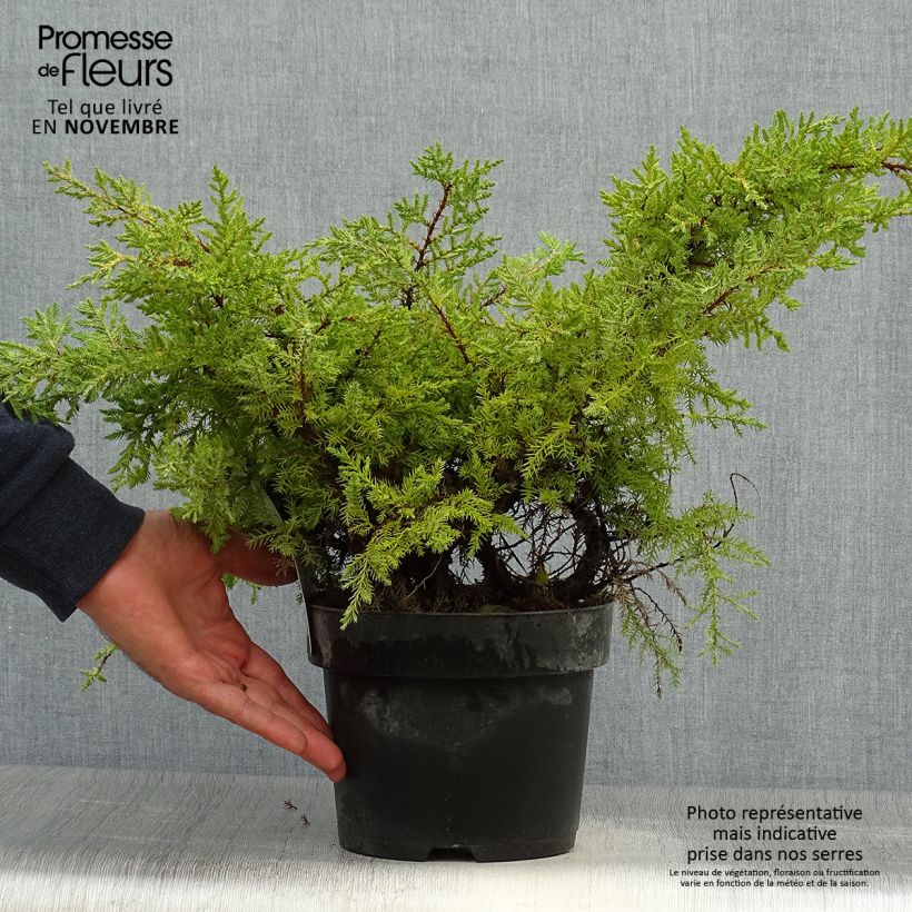 Esemplare di Juniperus pfitzeriana Goldkissen - Ginepro Vaso da 2L/3L come consegnato in autunno