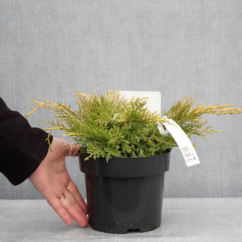 Juniperus pfitzeriana King of Spring - Ginepro Vaso da 2L/3L esemplare consegnato in inverno