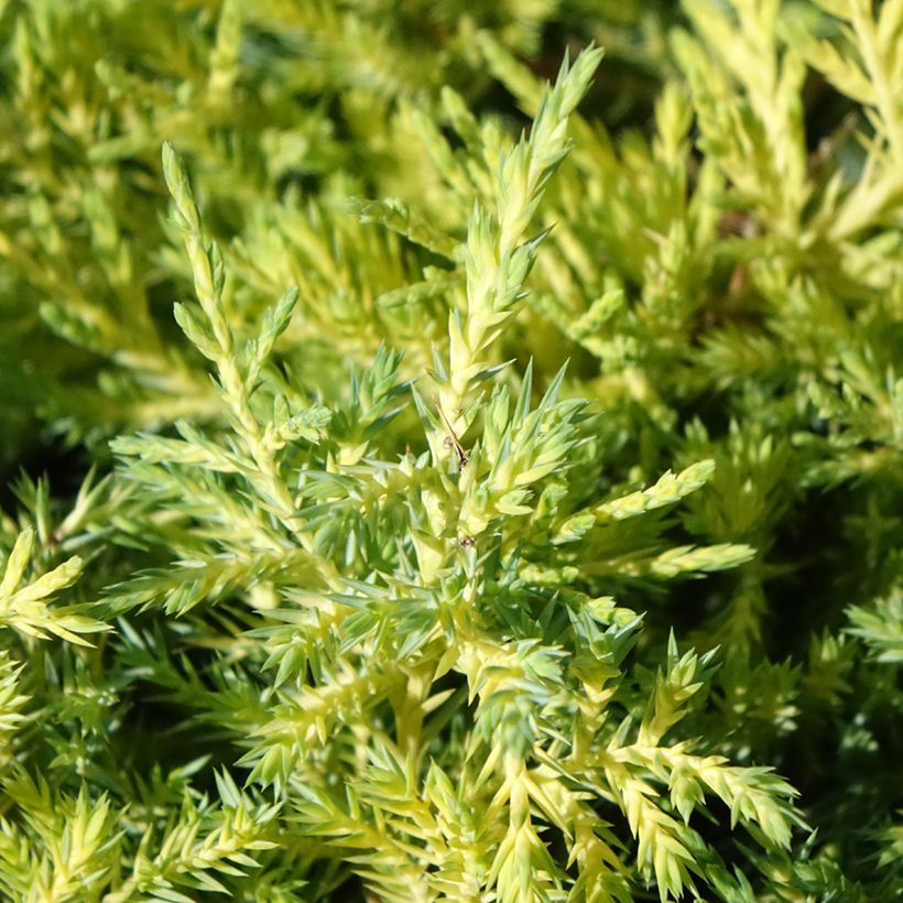 Juniperus pfitzeriana King of Spring - Ginepro (Fogliame)