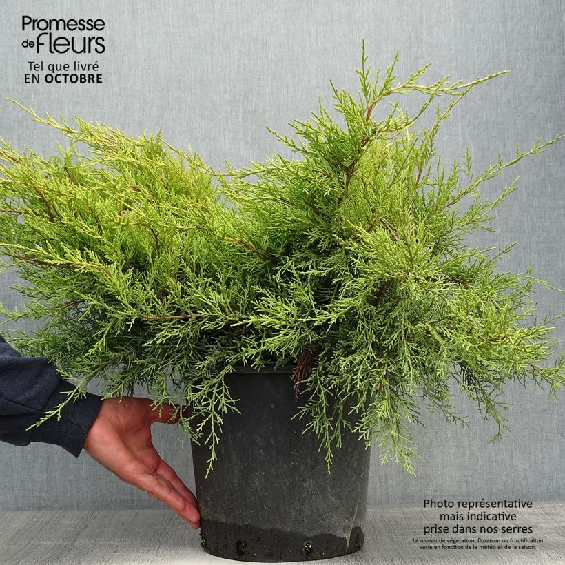 Esemplare di Juniperus pfitzeriana Old Gold - Ginepro Vaso da 7,5L/10L come consegnato in autunno