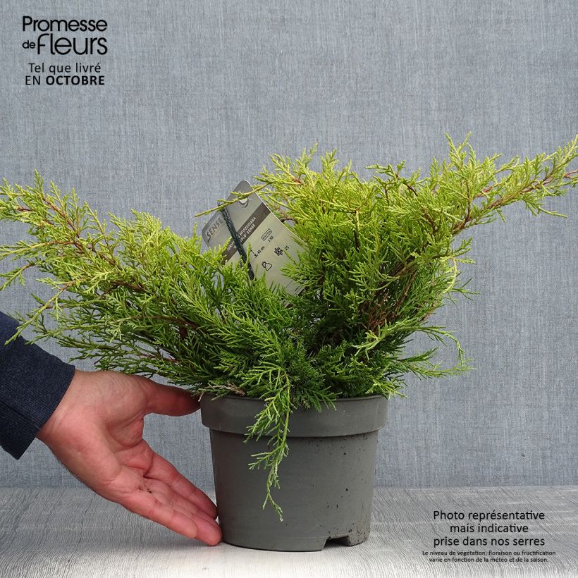 Esemplare di Juniperus pfitzeriana Old Gold - Ginepro Vaso da 2L/3L come consegnato in autunno
