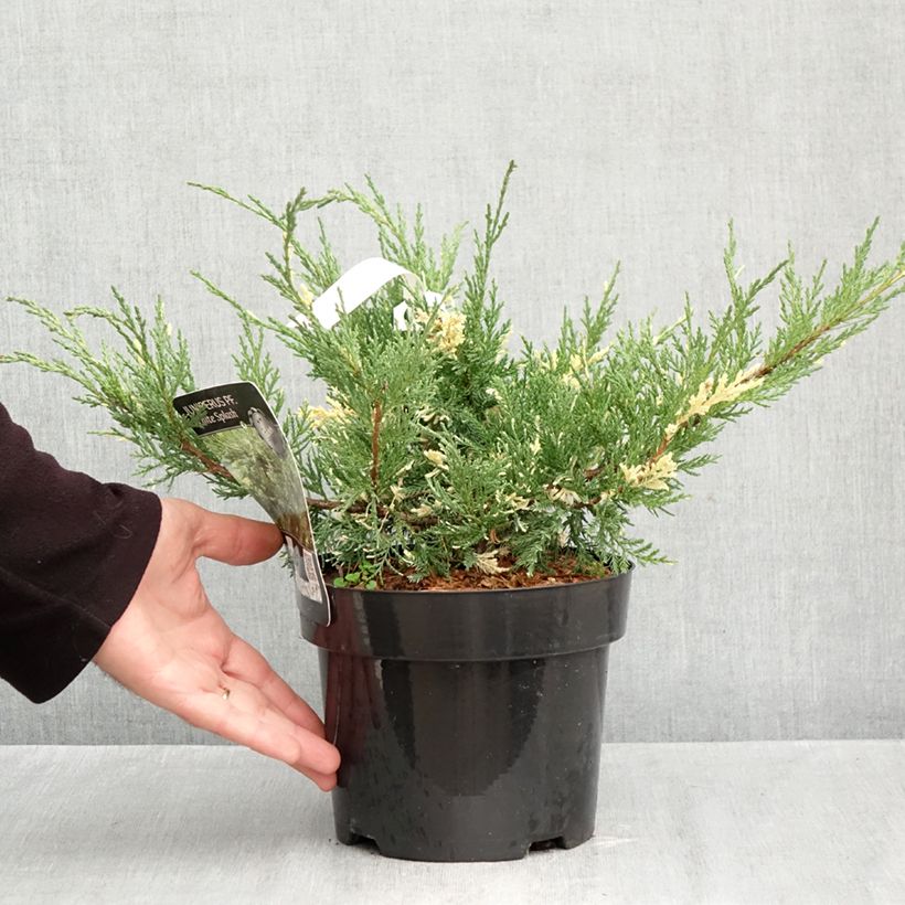 Esemplare di Juniperus pfitzeriana White Splash - Ginepro Vaso da 2L/3L come consegnato in autunno