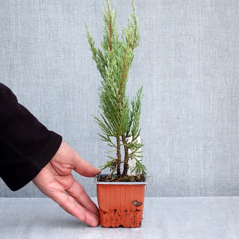 Esemplare di Juniperus scopulorum Moonglow - Ginepro Vasetto da 8/9 cm come consegnato in autunno