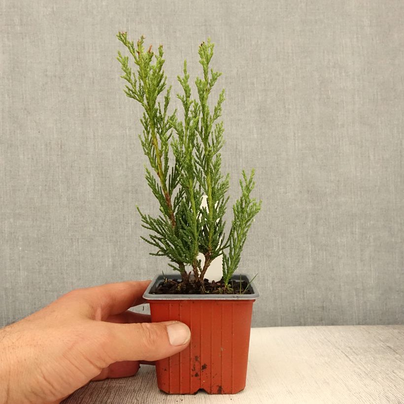 Juniperus scopulorum Moonglow - Ginepro Vasetto da 8/9 cm esemplare consegnato in primavera