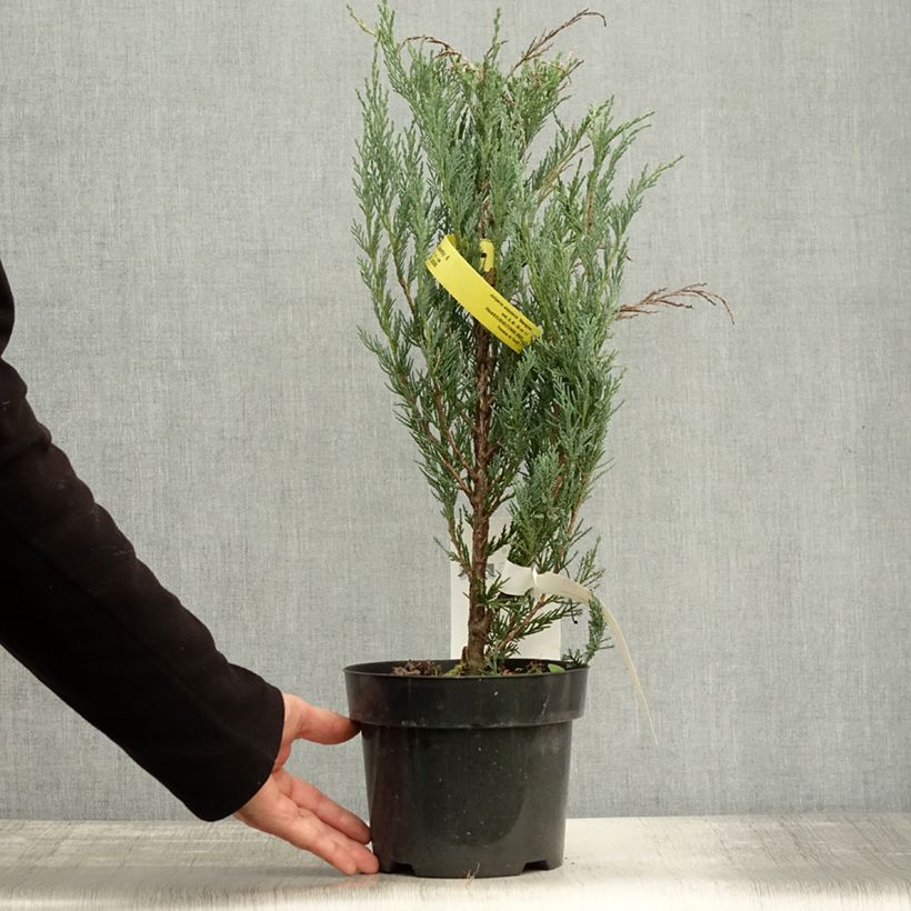 Esemplare di Juniperus scopulorum Moonglow - Ginepro Vaso da 2L/3L come consegnato in autunno