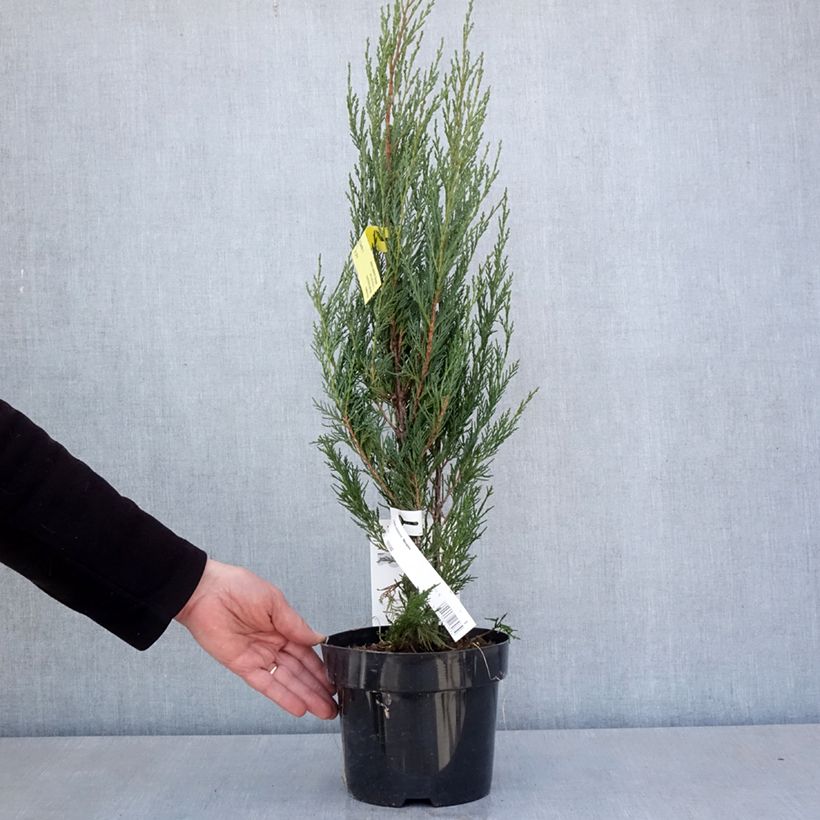 Juniperus scopulorum Moonglow - Ginepro Vaso da 2L/3L esemplare consegnato in primavera