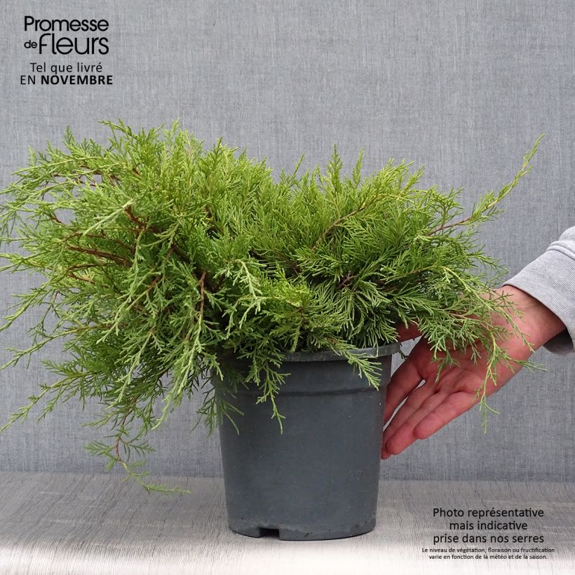 Esemplare di Juniperus pfitzeriana Gold Coast - Ginepro Vaso da 2L/3L come consegnato in autunno