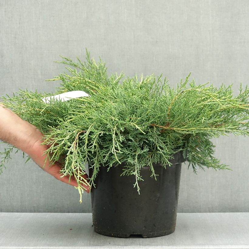 Esemplare di Juniperus pfitzeriana Gold Star - Ginepro Vaso da 7,5L/10L come consegnato in autunno