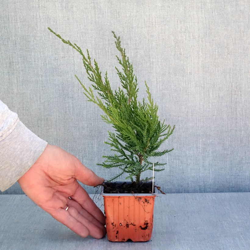 Juniperus media Mint Julep - Ginepro Vasetto da 8/9 cm esemplare consegnato in primavera