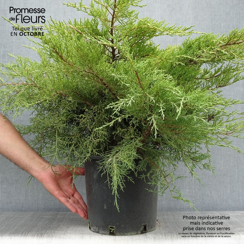 Esemplare di Juniperus media Pfitzeriana Aurea - Ginepro Vaso da 7,5L/10L come consegnato in autunno