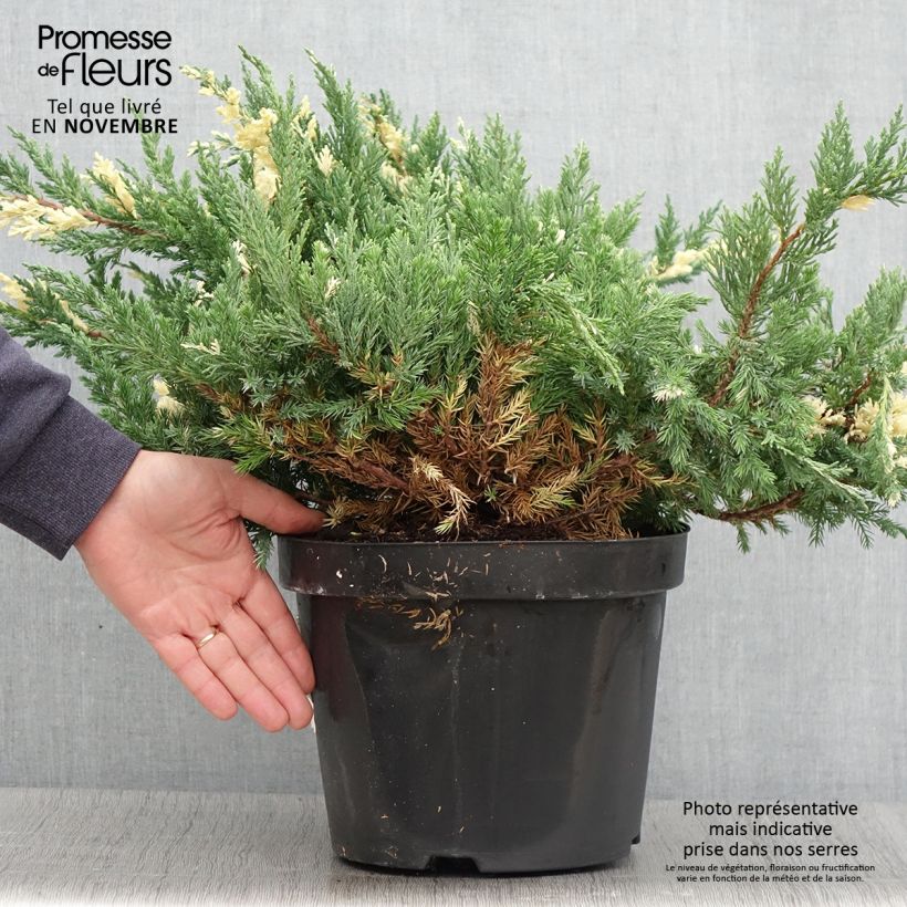 Esemplare di Juniperus chinensis Expansa Variegata - Ginepro cinese Vaso da 7,5L/10L come consegnato in autunno