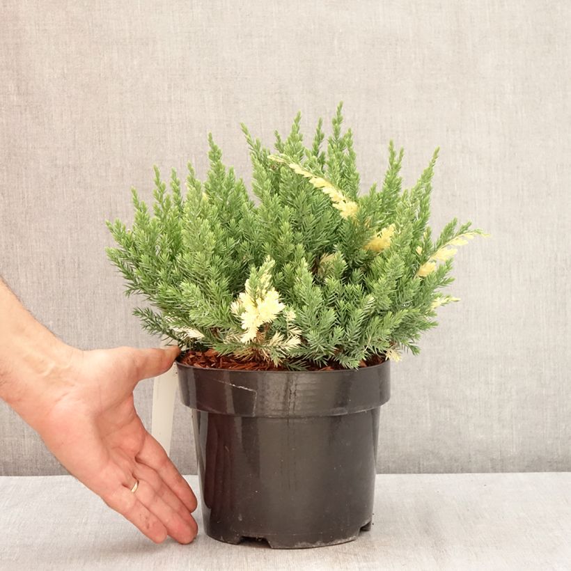 Esemplare di Juniperus chinensis Expansa Variegata - Ginepro cinese Vaso da 2L/3L consegnato in estate