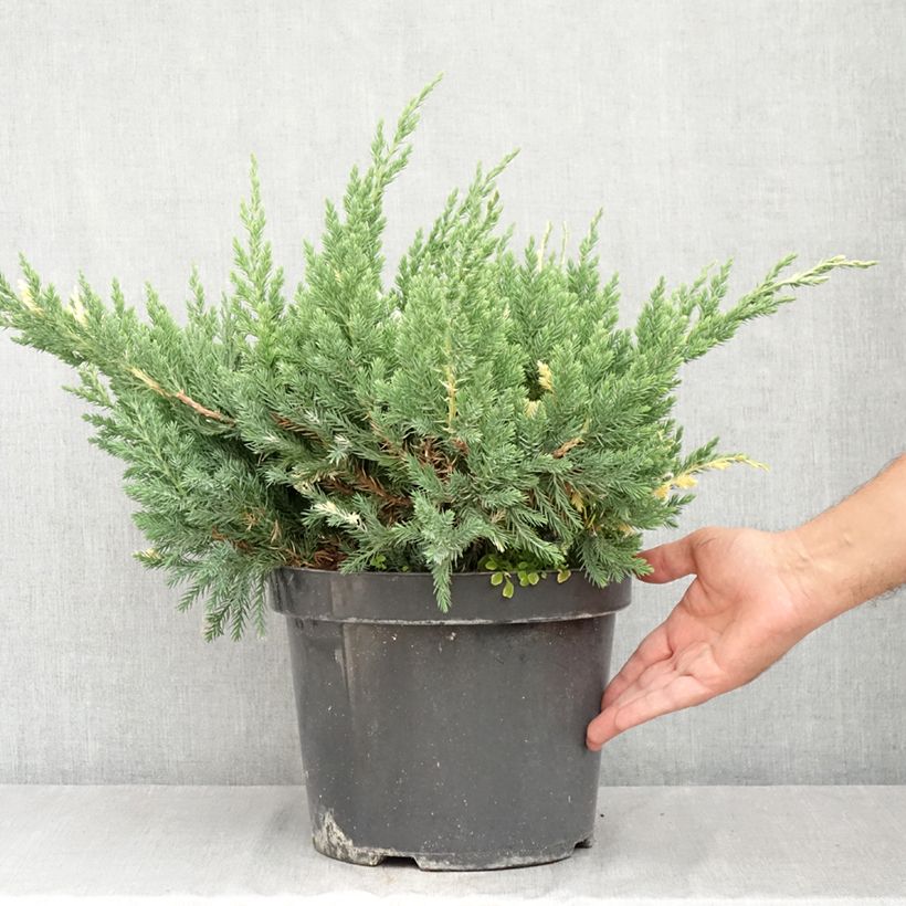 Esemplare di Juniperus chinensis Expansa Variegata - Ginepro cinese Vaso da 7,5L/10L consegnato in estate