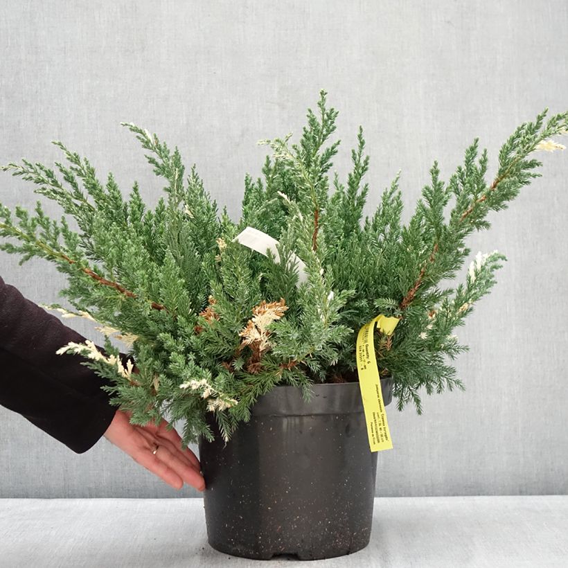 Juniperus chinensis Expansa Variegata - Ginepro cinese Vaso da 7,5L/10L esemplare consegnato in inverno