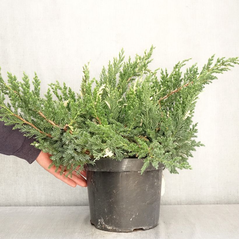 Juniperus chinensis Expansa Variegata - Ginepro cinese Vaso da 7,5L/10L esemplare consegnato in primavera