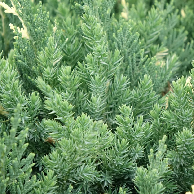 Juniperus chinensis Expansa Variegata - Ginepro cinese (Fogliame)