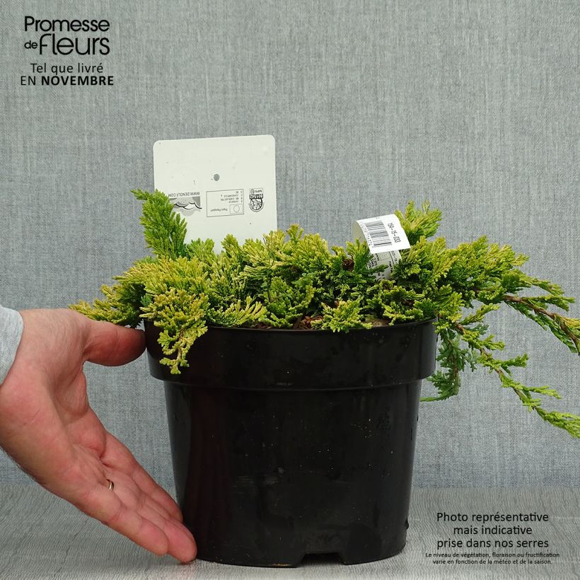 Esemplare di Juniperus horizontalis Golden Carpet - Ginepro strisciante Vaso da 2L/3L come consegnato in autunno
