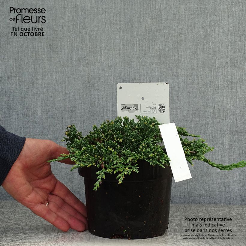 Esemplare di Juniperus horizontalis Icee Blue - Ginepro strisciante Vaso da 2L/3L come consegnato in autunno