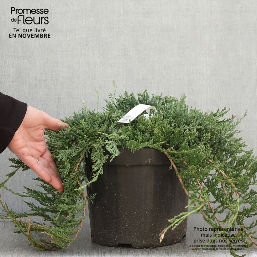 Esemplare di Juniperus horizontalis Wiltonii - Ginepro strisciante Vaso da 7,5L/10L come consegnato in autunno