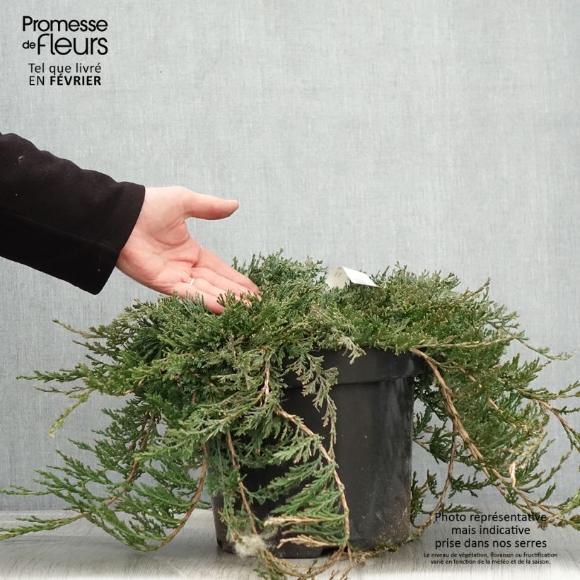 Juniperus horizontalis Wiltonii - Ginepro strisciante Vaso da 7,5L/10L esemplare consegnato in inverno
