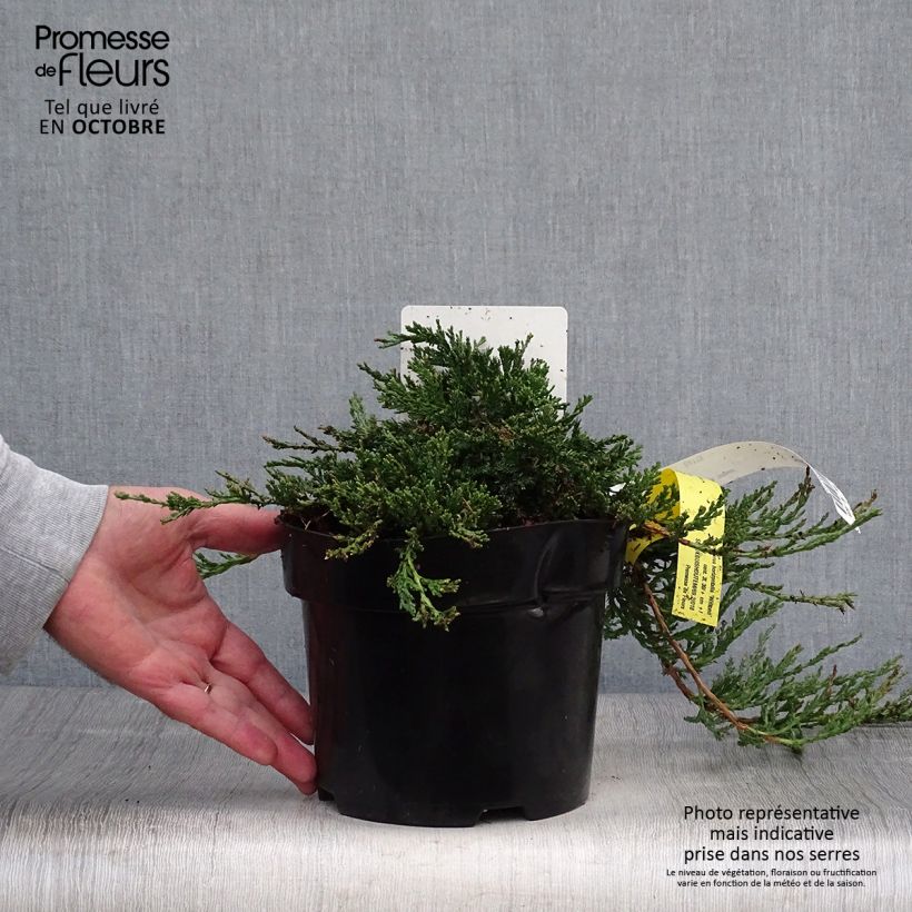Esemplare di Juniperus horizontalis Wiltonii - Ginepro strisciante Vaso da 3L/4L come consegnato in autunno