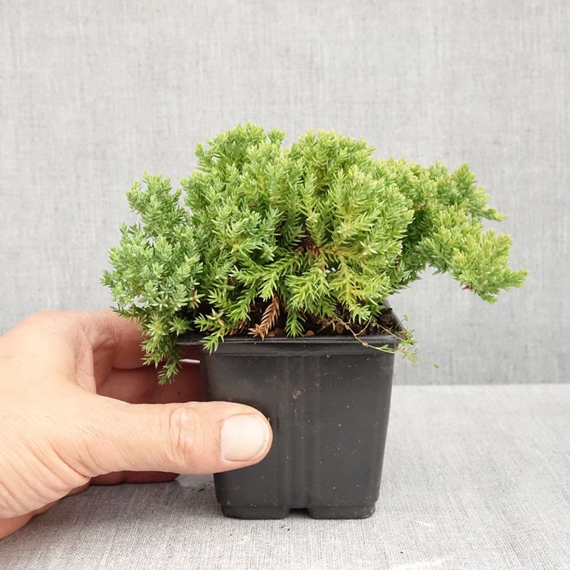 Esemplare di Juniperus procumbens Nana - Ginepro nano Vasetto da 8/9 cm come consegnato in autunno