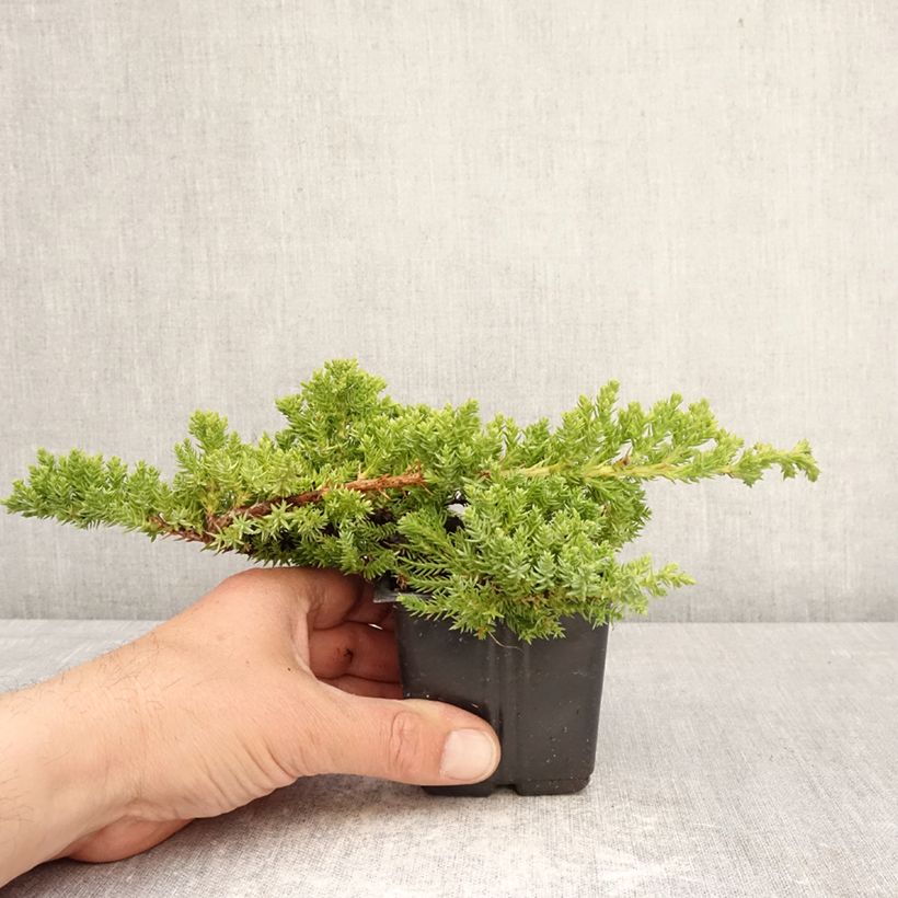 Juniperus procumbens Nana - Ginepro nano Vasetto da 8/9 cm esemplare consegnato in primavera
