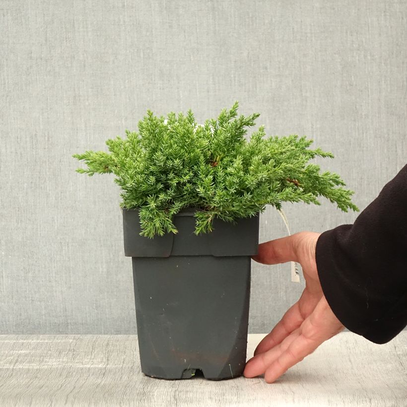 Esemplare di Juniperus procumbens Nana - Ginepro nano Vaso da 2L/3L come consegnato in autunno