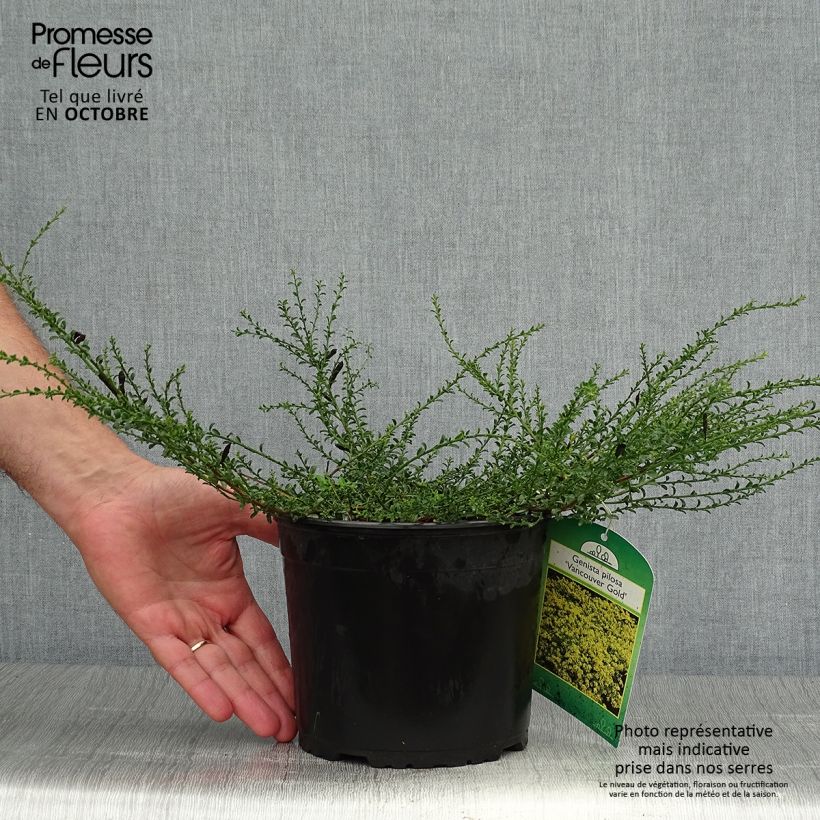 Esemplare di Genista pilosa Vancouver Gold - Ginestra tubercolosa Vaso da 2L/3L come consegnato in autunno
