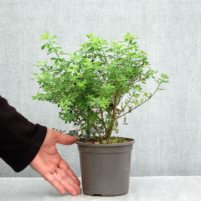 Esemplare di Genista Porlock - Ginestra Vaso da 2L/3L come consegnato in autunno