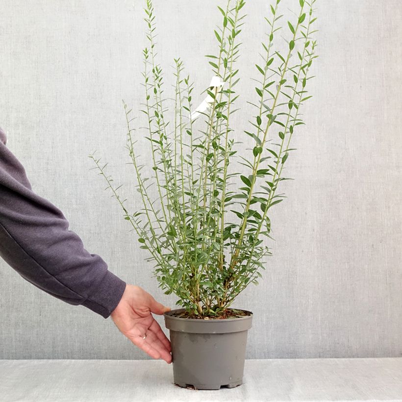 Esemplare di Genista tinctoria - Ginestra minore Vaso da 3L/4L come consegnato in autunno