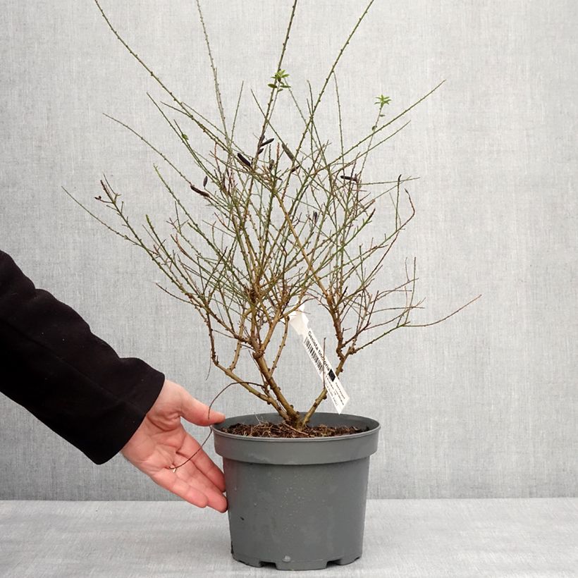 Genista tinctoria - Ginestra minore Vaso da 3L/4L esemplare consegnato in inverno