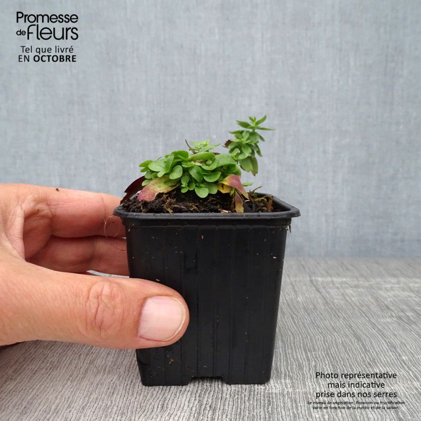 Esemplare di Gentiana makinoi Blue Star - Genziana Vasetto da 8/9 cm come consegnato in autunno
