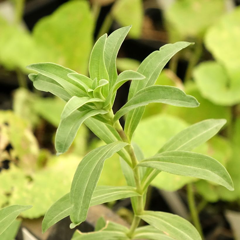 Gentiana cruciata - Genziana crociata (Fogliame)