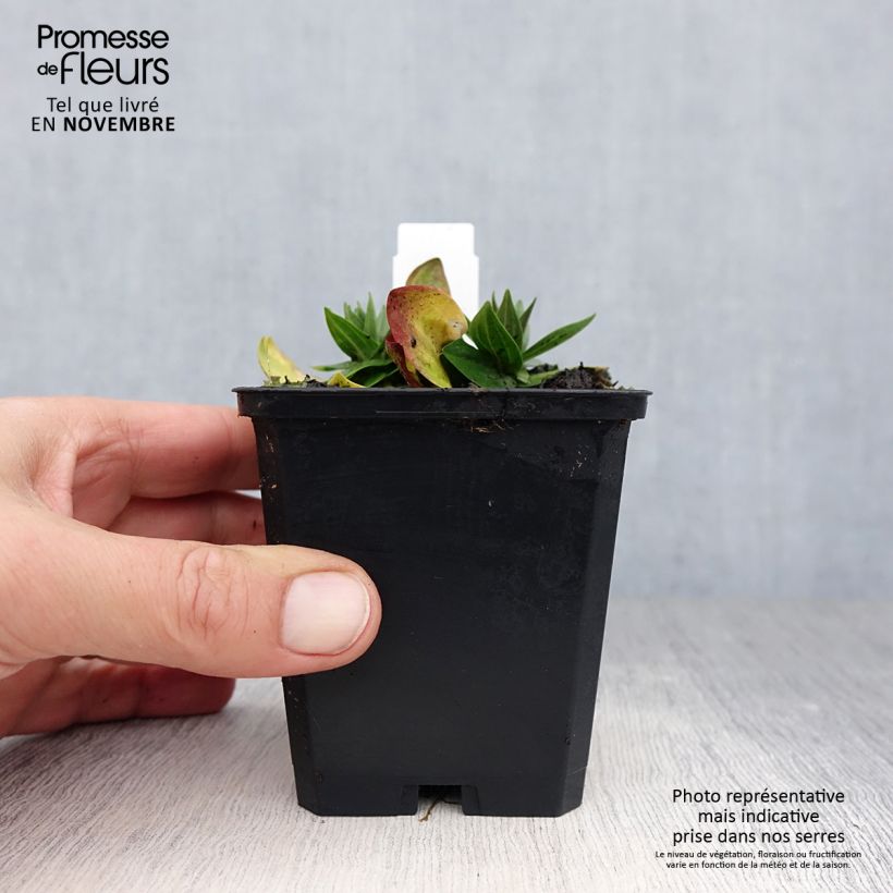 Esemplare di Gentiana asclepiadea - Genziana asclepiade Vasetto da 8/9 cm come consegnato in autunno
