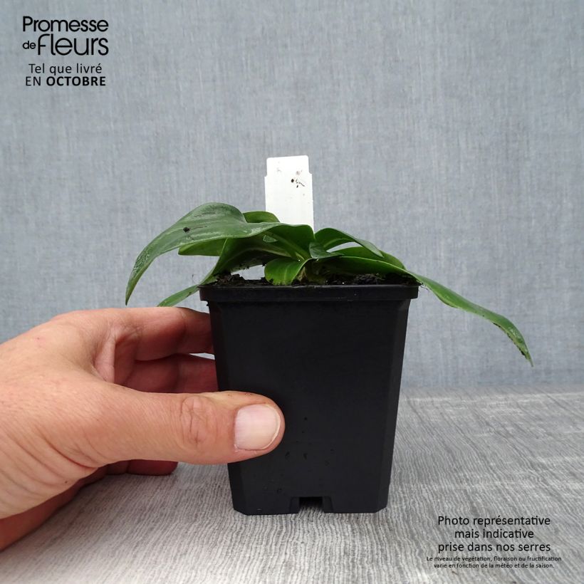 Esemplare di Gentiana dahurica - Genziana Vasetto da 8/9 cm come consegnato in autunno