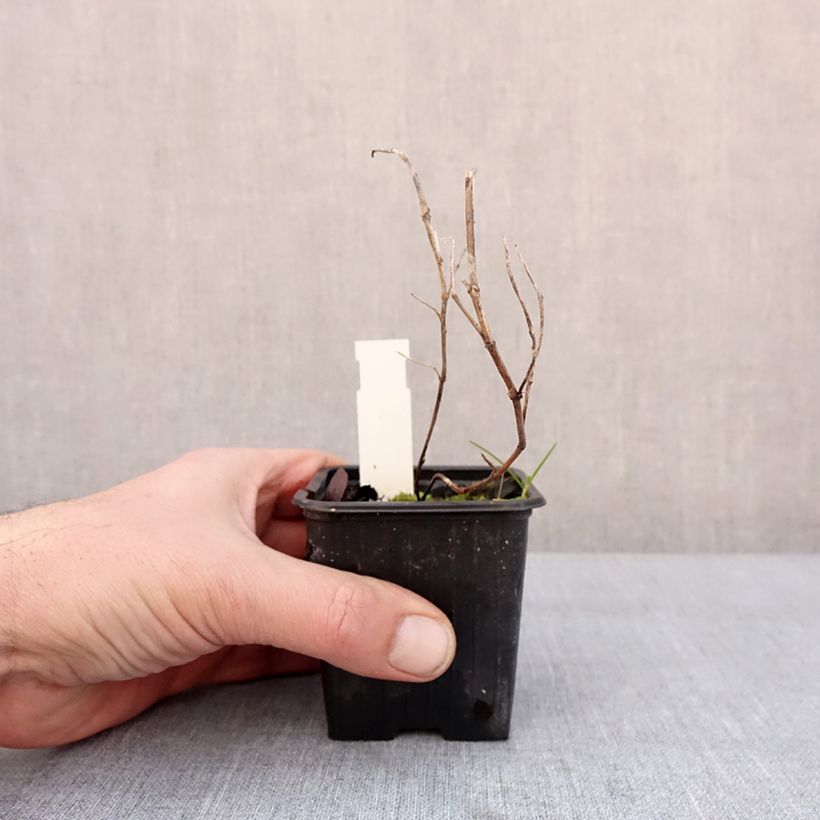 Gentiana scabra Zuki-rindo - Genziana Vasetto da 8/9 cm esemplare consegnato in inverno