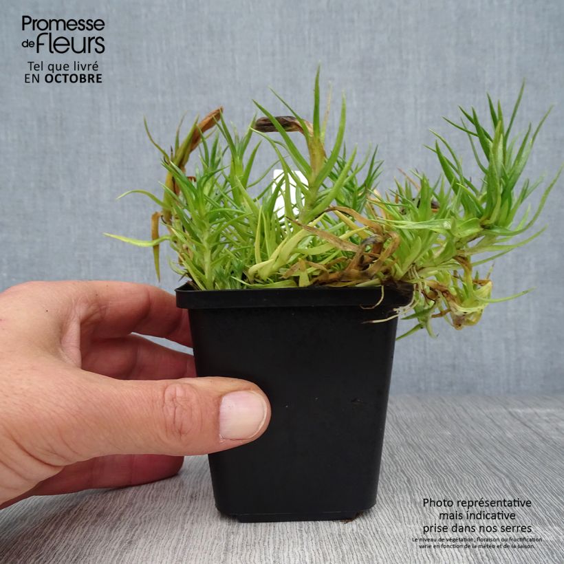 Esemplare di Gentiana sino-ornata - Genziana Vasetto da 8/9 cm come consegnato in autunno