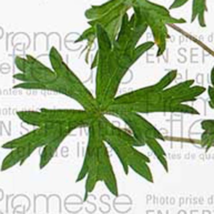 Geranium Orion (Fogliame)