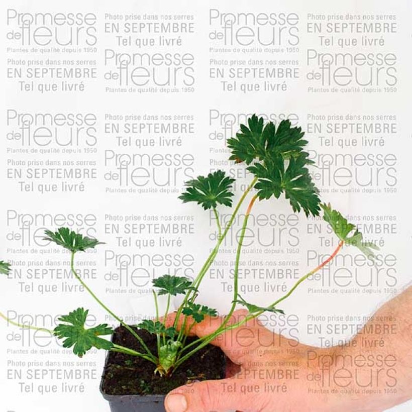 Esemplare di Geranium Rozanne Vasetto da 8/9 cm come consegnato in autunno