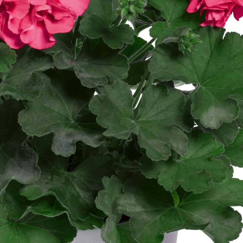Geranio zonale TwoinOne Hot Pink Splash (Fogliame)