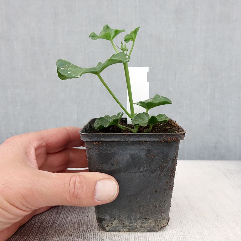 Geranio edera Blanche Roche Vasetto da 8/9 cm esemplare consegnato in primavera