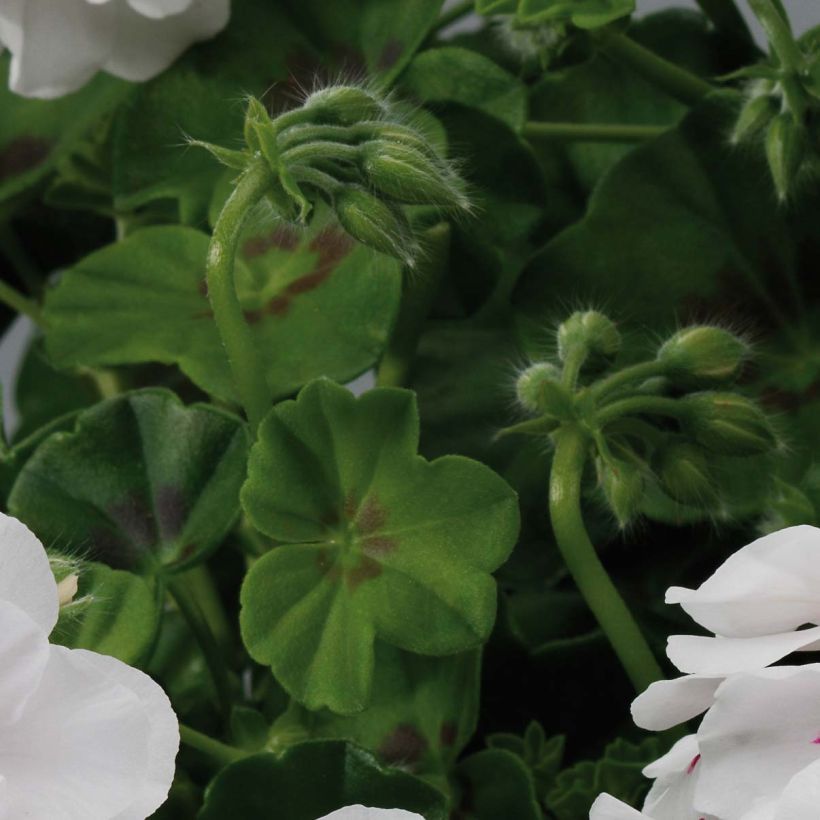 Geranio edera Big 5 White (Fogliame)